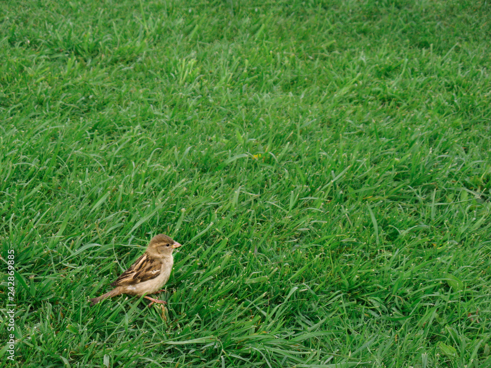 A little young fluffy gray sparrow walks in search of food on a freshly cut lawn, on a carpet of grass. A little young fluffy gray sparrow walks in search of food on a freshly cut lawn, on a carpet of grass.