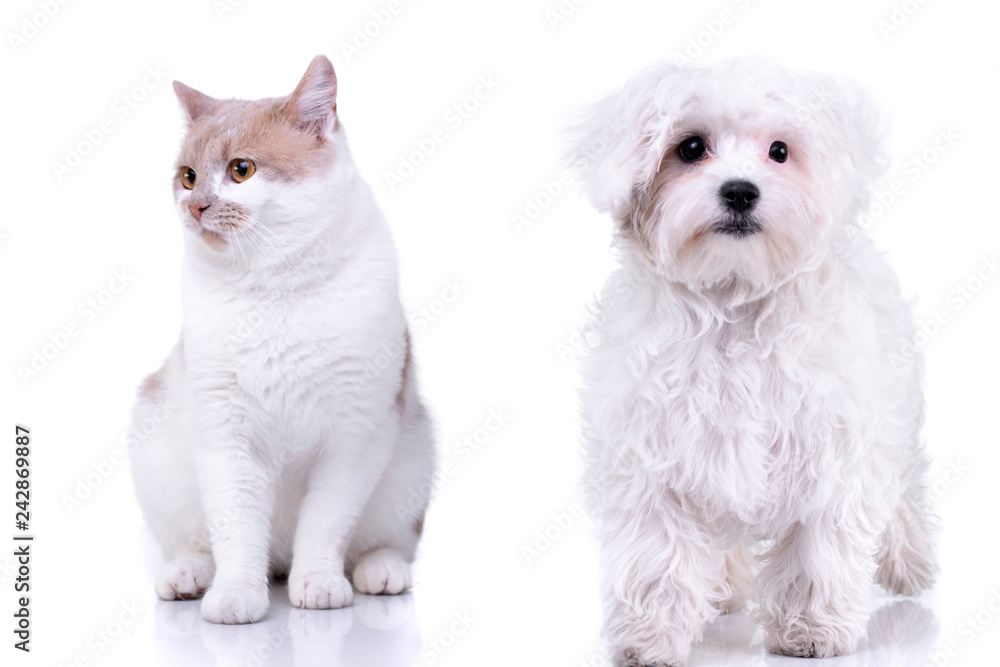 Studio shot of an adorable domestic cat and a Havanese Studio shot of an adorable domestic cat and a Havanese