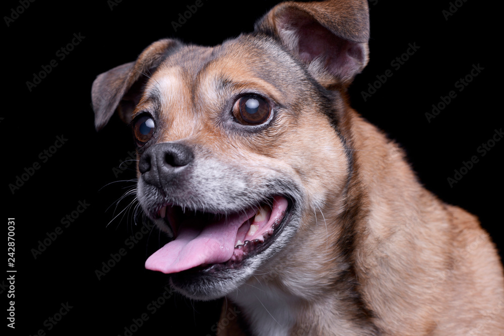 Portrait of an adorable mixed breed dog Portrait of an adorable mixed breed dog
