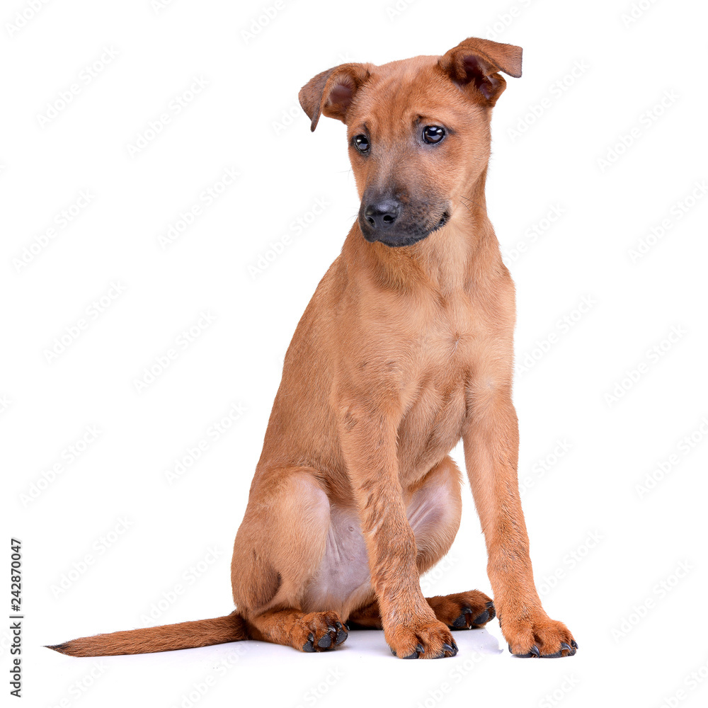 Studio shot of an adorable mixed breed puppy Studio shot of an adorable mixed breed puppy