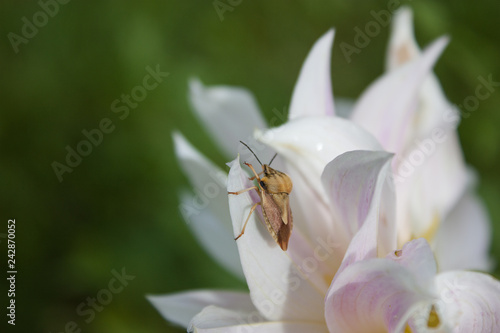 Beetle-rider on a pale pink flower dahlias.