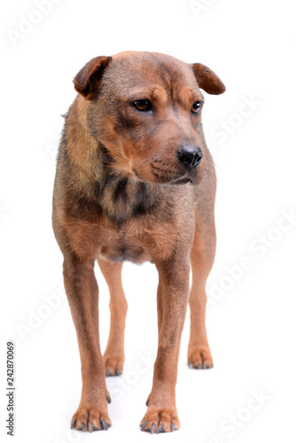 Studio shot of an adorable mixed breed dog