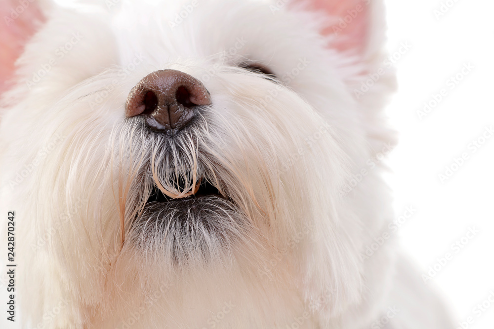 Portrait of an adorable West Highland White Terrier Portrait of an adorable West Highland White Terrier