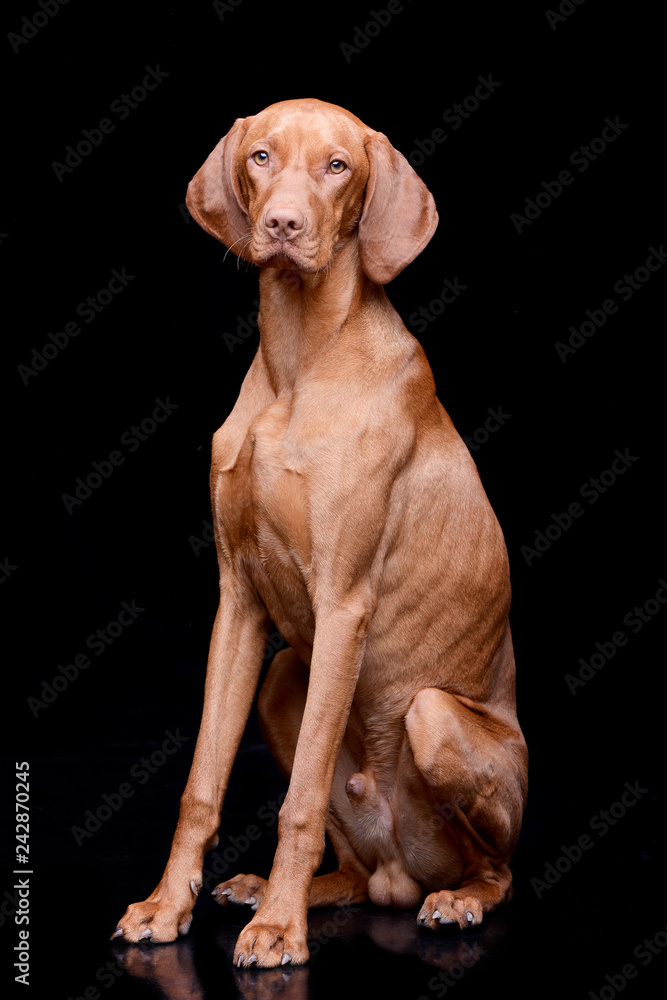 Studio shot of an adorable hungarian vizsla Studio shot of an adorable hungarian vizsla