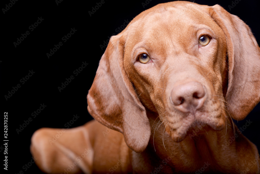 Portrait of an adorable hungarian vizsla Portrait of an adorable hungarian vizsla