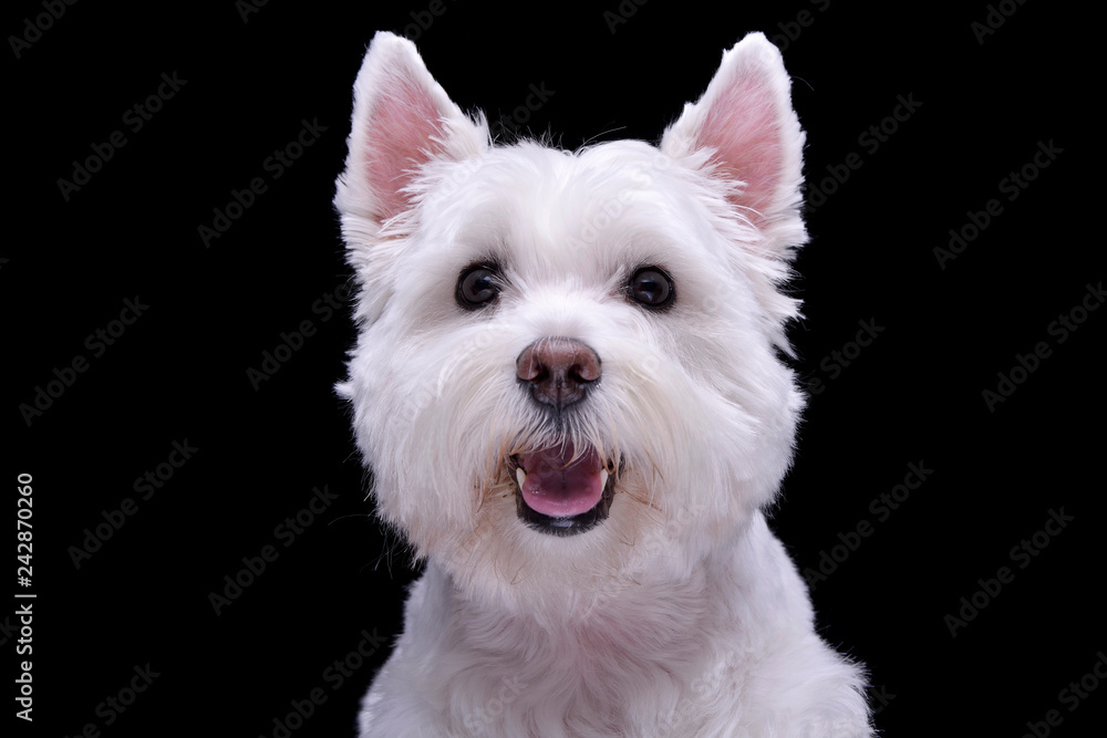 Portrait of an adorable West Highland White Terrier Portrait of an adorable West Highland White Terrier