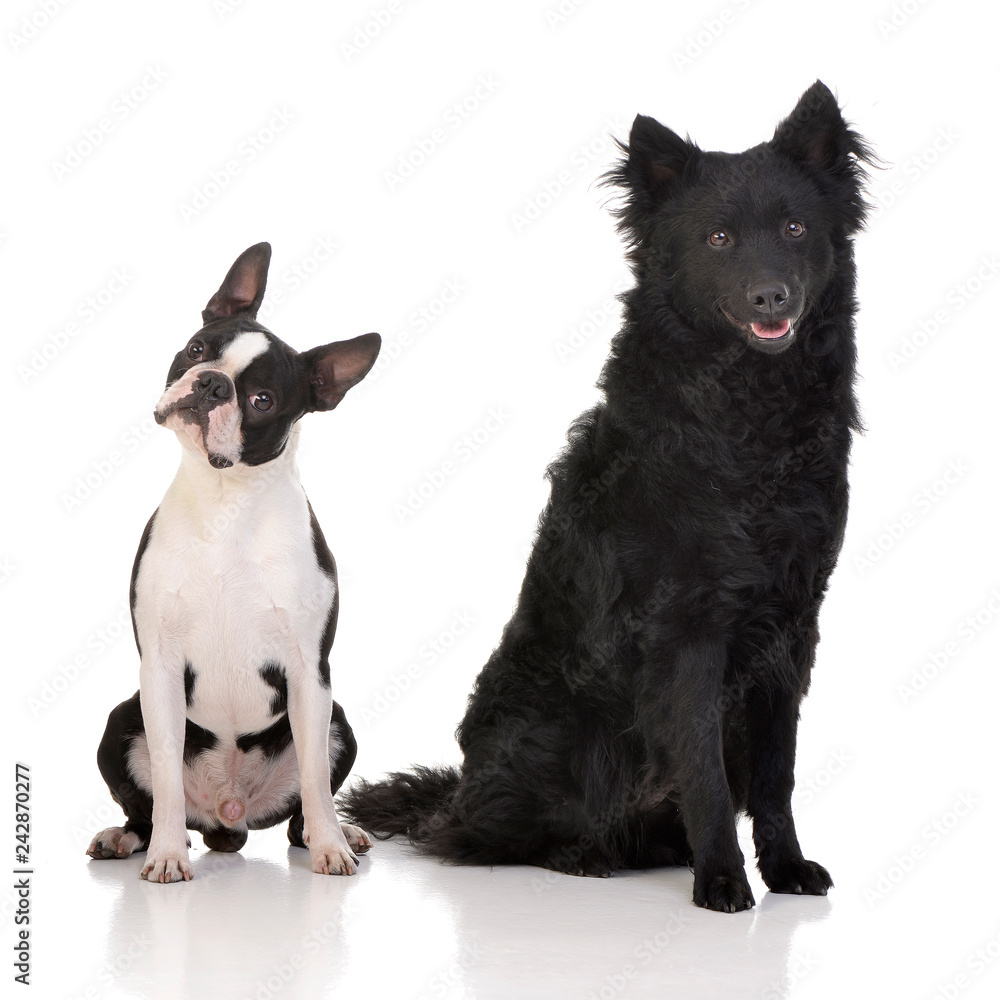 Studio shot of an adorable Boston Terrier and a Mudi