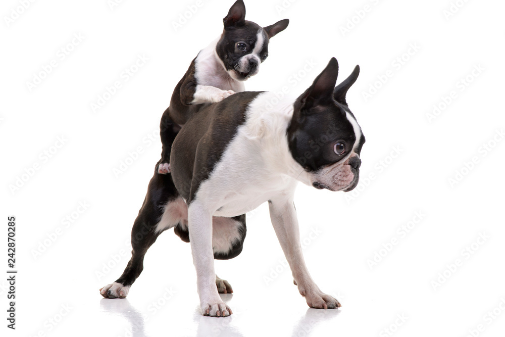 Studio shot of two adorable Boston Terrier Studio shot of two adorable Boston Terrier