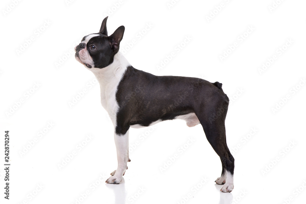 Studio shot of an adorable Boston Terrier