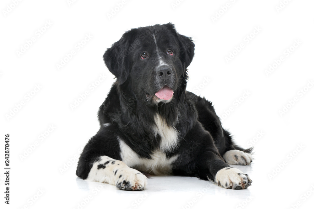 Studio shot of an adorable mixed breed dog Studio shot of an adorable mixed breed dog