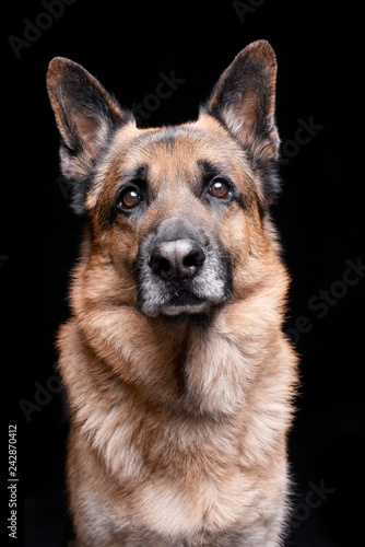 Portrait of an adorable german shepherd dog