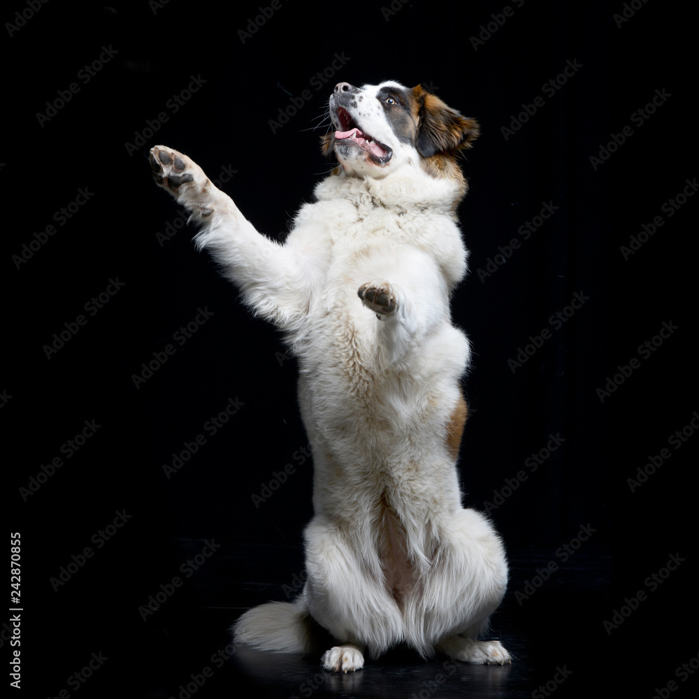 An adorable Moskovskaya Storozhevaya standing on hind legs An adorable Moskovskaya Storozhevaya standing on hind legs