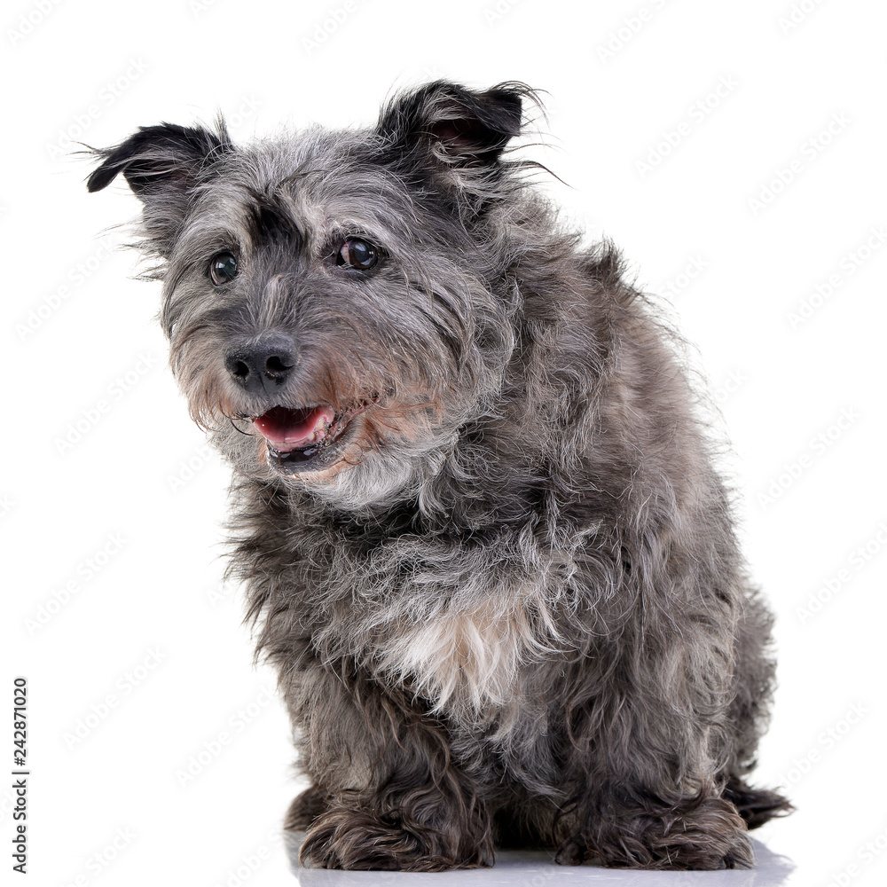 Studio shot of an adorable mixed breed dog Studio shot of an adorable mixed breed dog