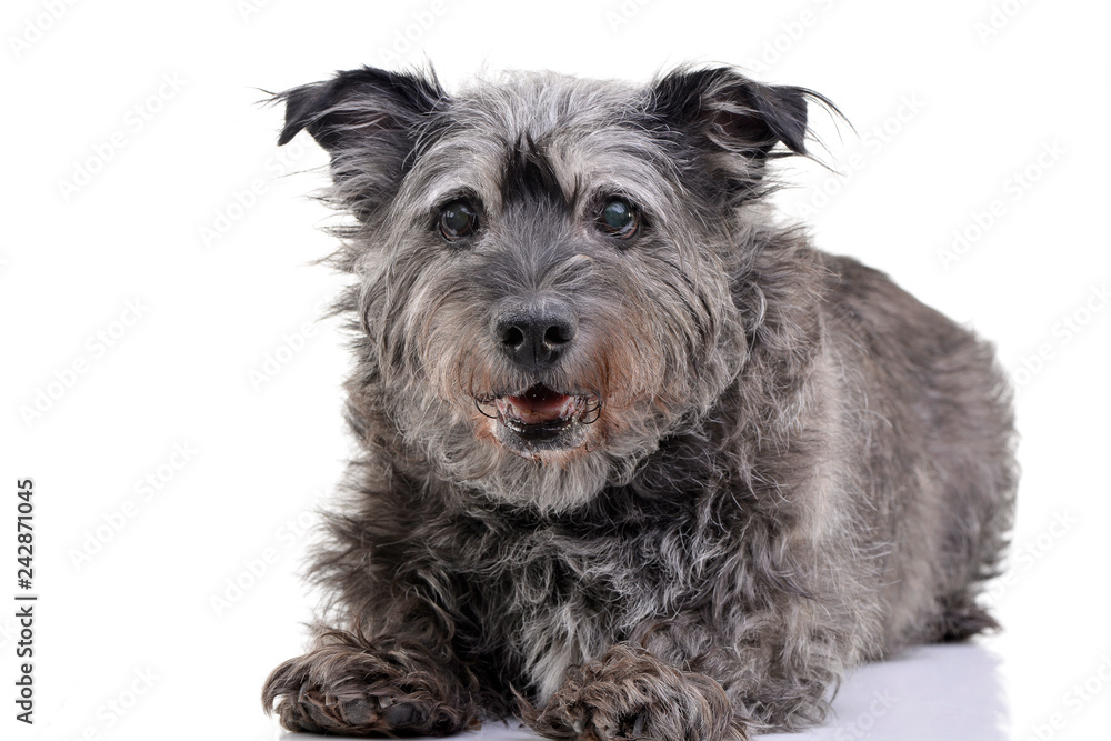 Studio shot of an adorable mixed breed dog