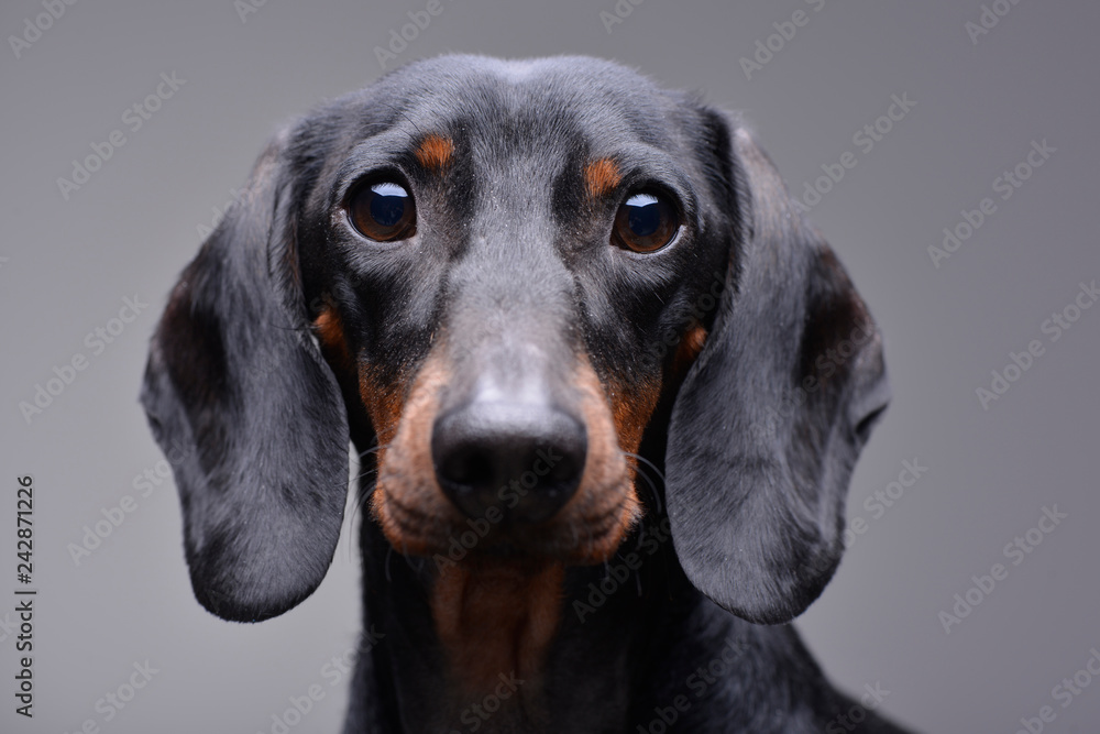 Portrait of an adorable Dachshund Portrait of an adorable Dachshund