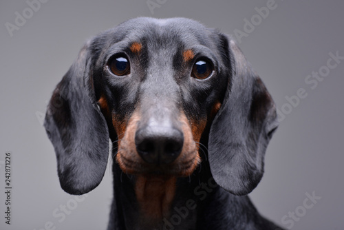 Canvas Print Portrait of an adorable Dachshund