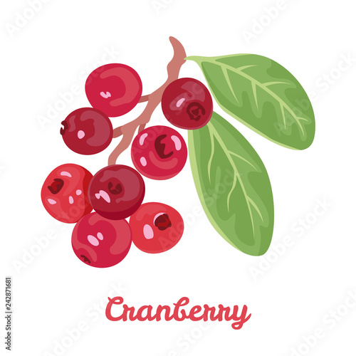 Cranberry isolated on white background. Branch with red berries and green leaves. Vector illustration in cartoon simple flat style.