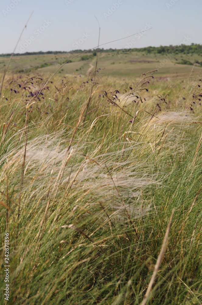 Obraz premium field of wheat