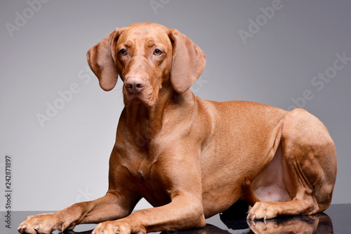 Studio shot of an adorable hungarian vizsla