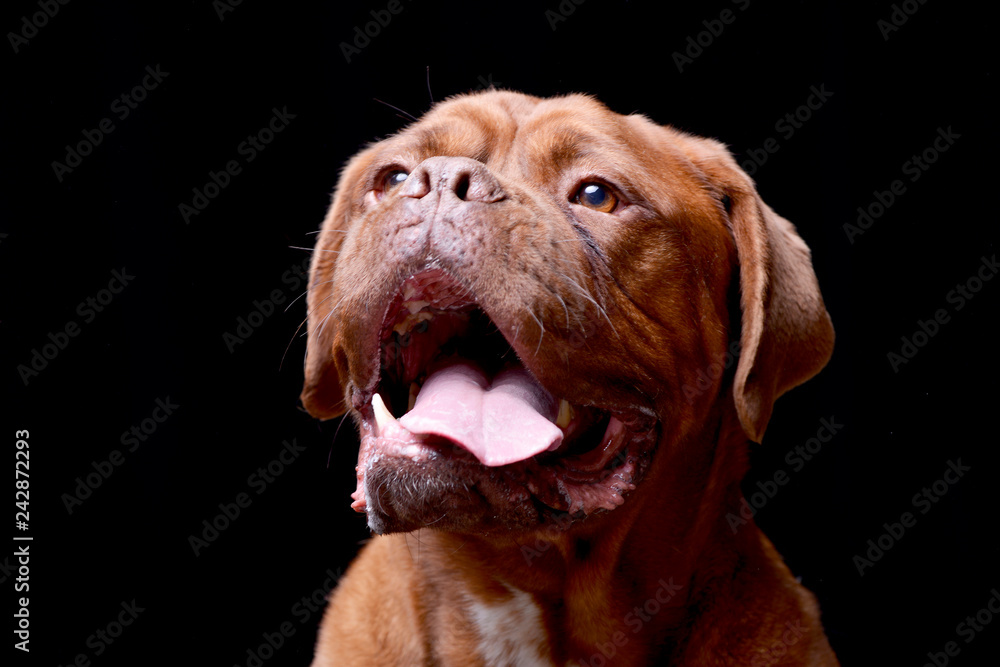 Portrait of an adorable Dogue de Bordeaux