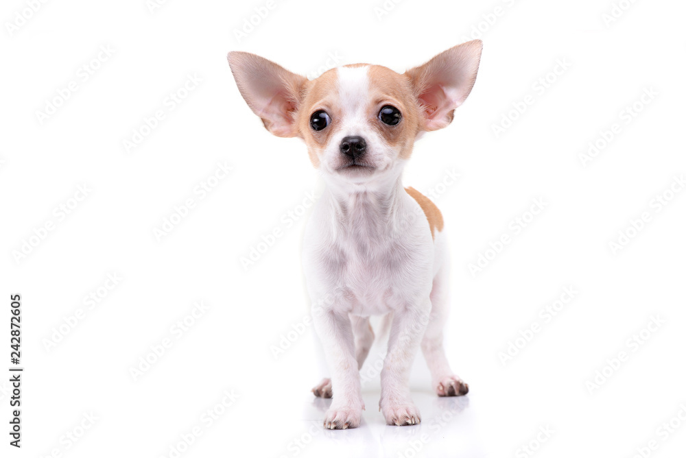 Studio shot of an adorable Chihuahua puppy