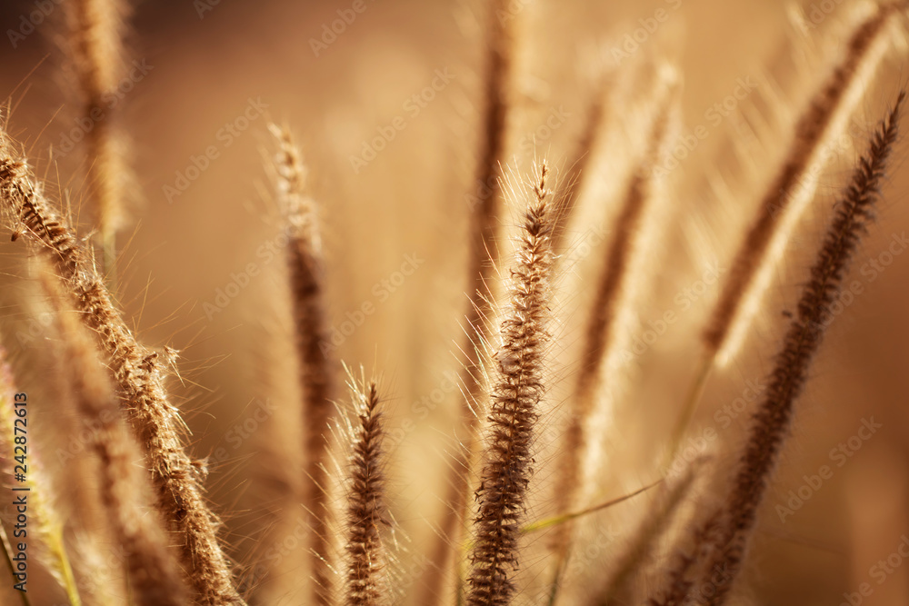 Obraz premium Colorful flowers grass made with gradient for background,Abstract,texture,Soft and Blurred style.postcard.