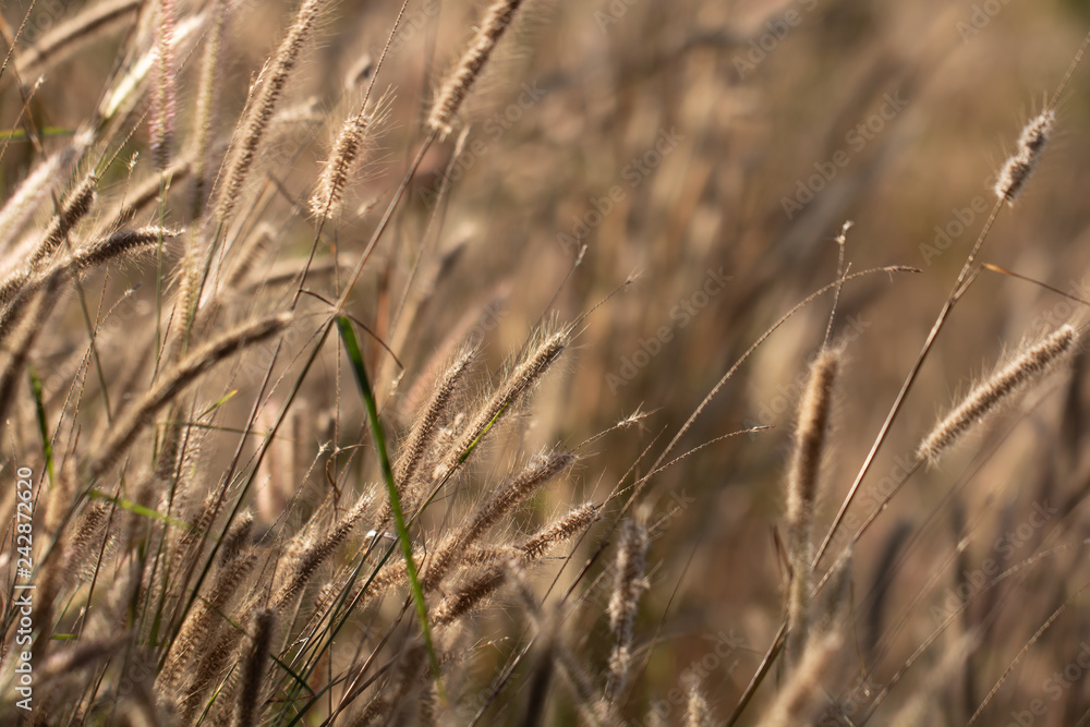 Fototapeta premium Colorful flowers grass made with gradient for background,Abstract,texture,Soft and Blurred style.postcard.