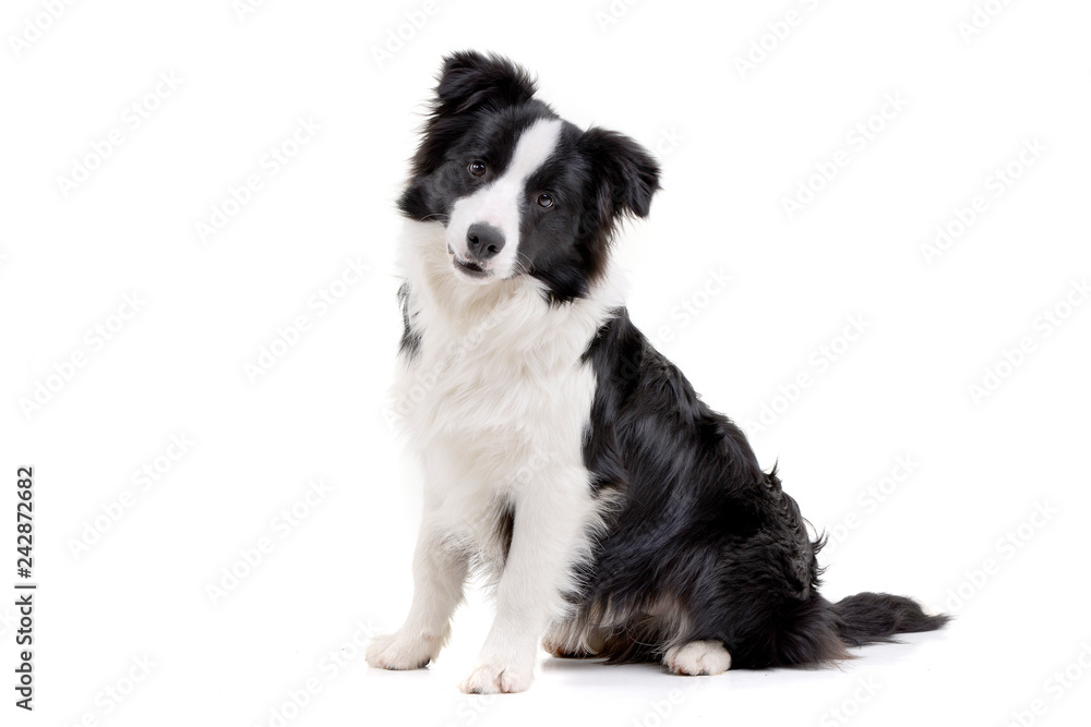 Studio shot of an adorable Border Collie
