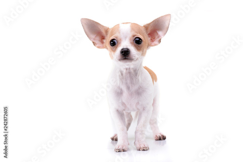 Studio shot of an adorable Chihuahua puppy