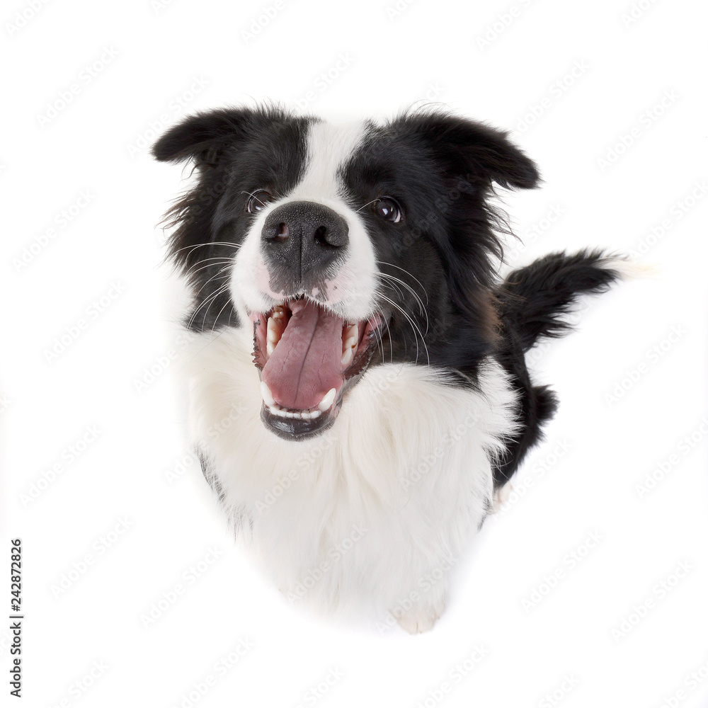Fototapeta premium Portrait of an adorable Border Collie