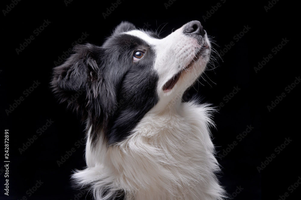 Fototapeta premium Portrait of an adorable Border Collie
