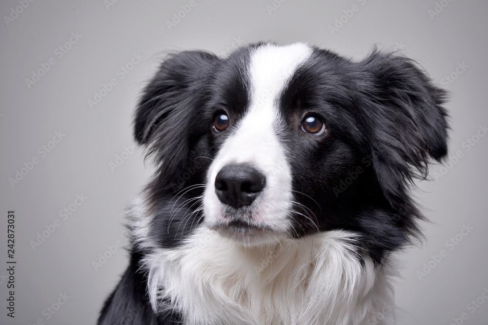 Studio shot of an adorable Border Collie Studio shot of an adorable Border Collie