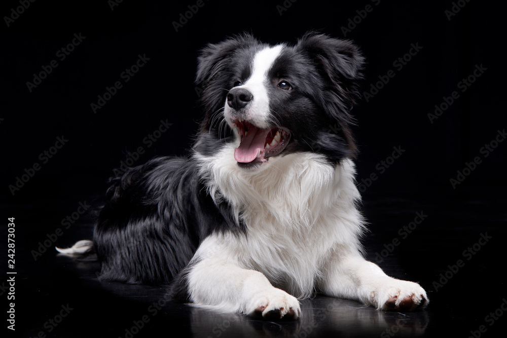 Studio shot of an adorable Border Collie Studio shot of an adorable Border Collie
