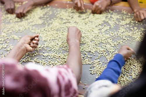 Sitting on either side, rows of women hand select grains from a conveyer belt. photo