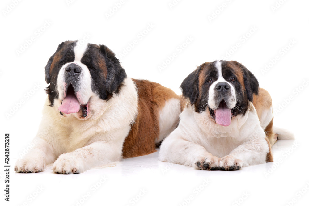 Studio shot of two adorable St. Bernhardshund - Bernhardiner