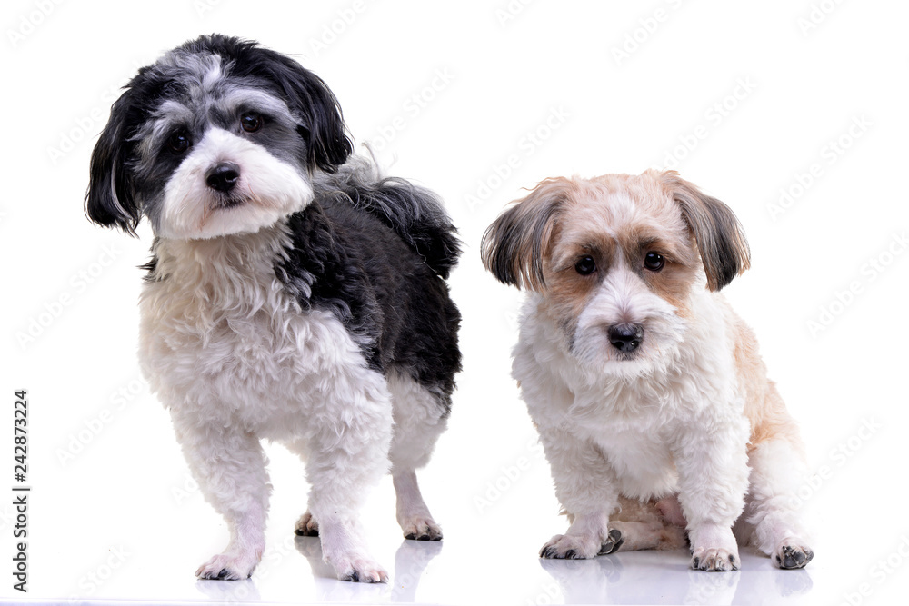 Studio shot of two adorable Havanese dog Studio shot of two adorable Havanese dog