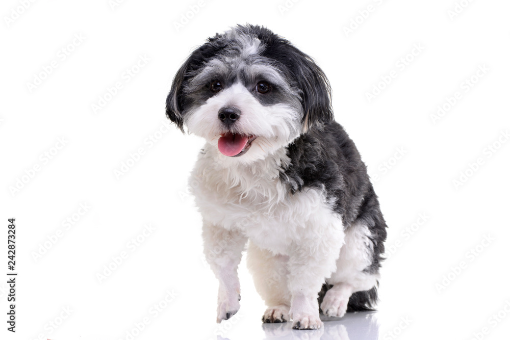 Studio shot of an adorable Havanese dog