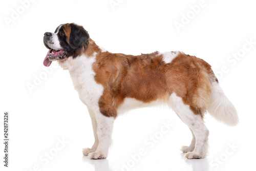 Obraz na płótnie Studio shot of two adorable St. Bernhardshund - Bernhardiner w salonie