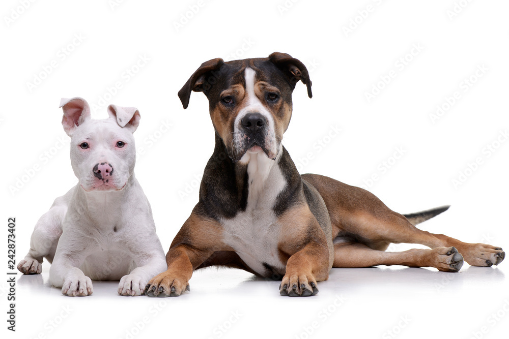 Studio shot of two adorable mixed breed dog