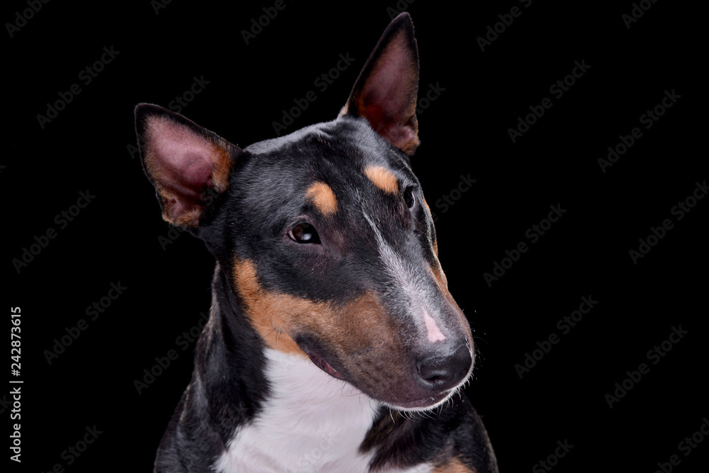 Portrait of an adorable Bull terrier