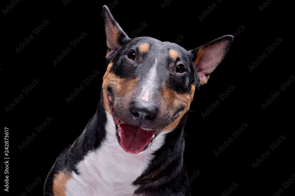Portrait of an adorable Bull terrier Portrait of an adorable Bull terrier