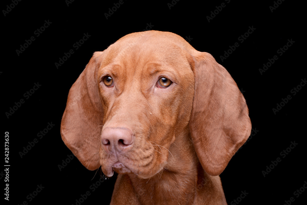 Portrait of an adorable hungarian vizsla Portrait of an adorable hungarian vizsla