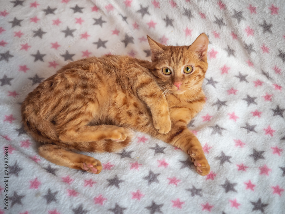 Ginger striped kitten lying on the couch, cheerful look Ginger striped kitten lying on the couch, cheerful look