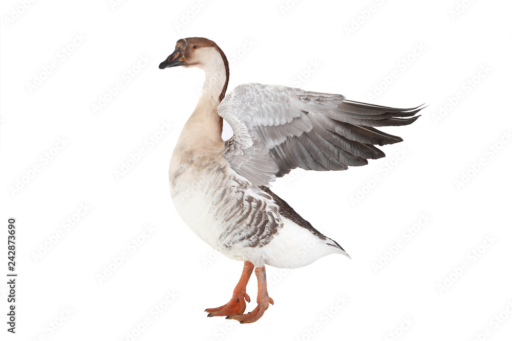 goose with spread wings isolated goose with spread wings isolated