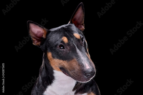 Portrait of an adorable Bull terrier