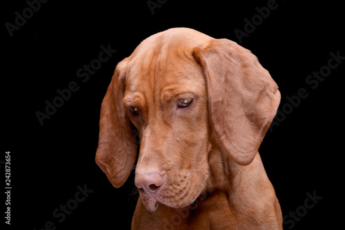 Portrait of an adorable hungarian vizsla