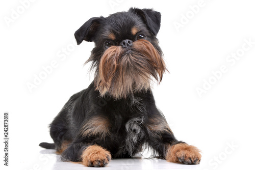Fototapeta Naklejka Na Ścianę i Meble -  Studio shot of an adorable Griffon Bruxellois