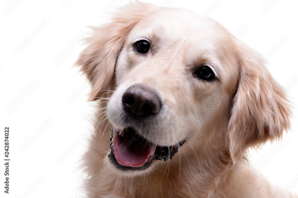 Portrait of an adorable Golden Retriever Portrait of an adorable Golden Retriever