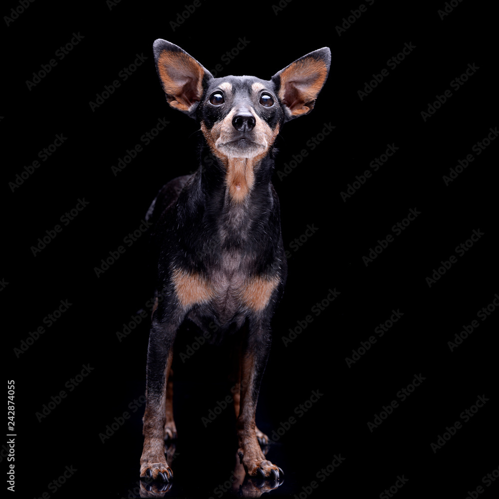 Studio shot of an adorable pinscher dog Studio shot of an adorable pinscher dog