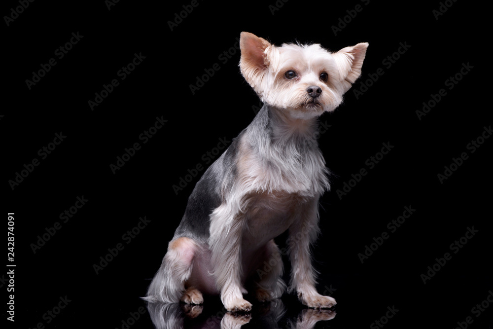 Studio shot of an adorable Yorkshire Terrier Studio shot of an adorable Yorkshire Terrier